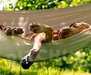 Dog-friendly campsites